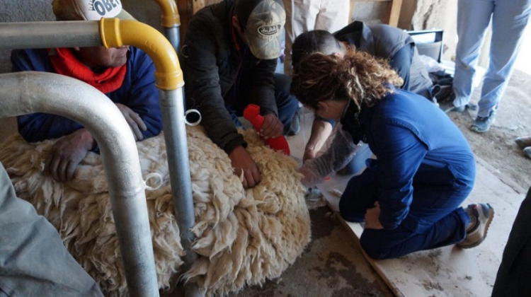 Jujuy escenario de investigaci&oacute;n sobre transferencia embrionaria en llamas
