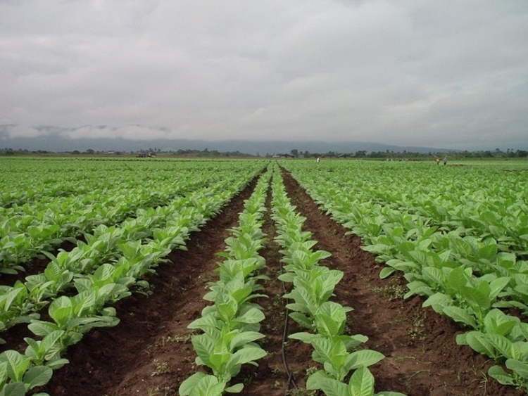 Beneficios para pequeños productores tabacaleros