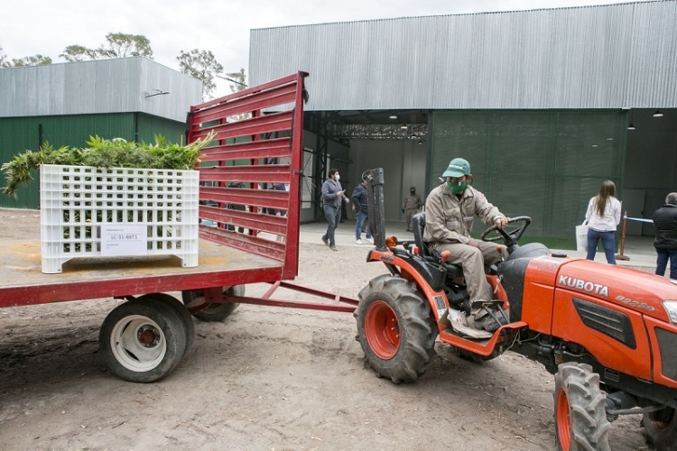 Se inaugur&oacute; el Complejo de Biotecnolog&iacute;a para producir cannabis medicinal a escala industrial en Jujuy