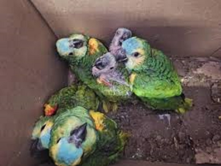 El CAFAJu rehabilita 13 loros habladores que eran traficados ilegalmente