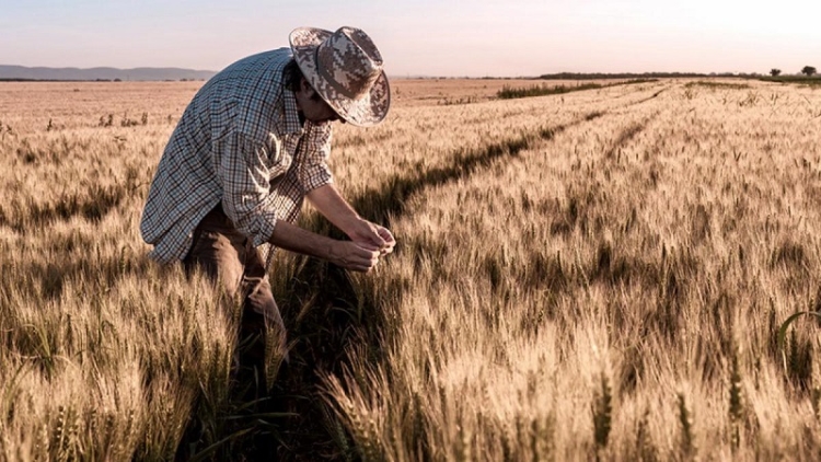 El Gobierno entregar&aacute; fertilizantes a 77.000 peque&ntilde;os productores de trigo y ma&iacute;z