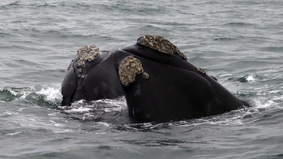 Nuevos avistamientos de ballenas en el golfo San Mat&iacute;as auguran una temporada prometedora