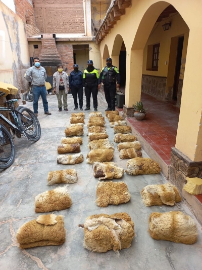30 cueros de vicu&ntilde;a fueron decomisados en Purmamarca