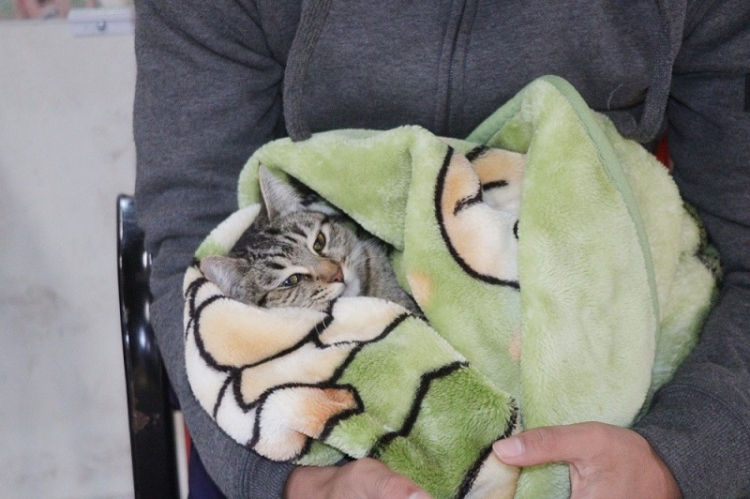 120 mascotas de manera gratuita, fueron parte del programa &ldquo;castraci&oacute;n masiva Palpal&aacute;&rdquo;