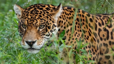 Jujuy anuncia que por primera vez en las Yungas argentinas se estudiar&aacute; a la especie utilizando tecnolog&iacute;a satelital