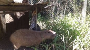 Carpincho rescatado se encuentra en recuperaci&oacute;n