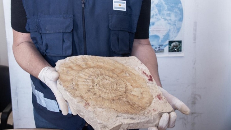 Devuelven a R&iacute;o Negro una valiosa colecci&oacute;n de 6.400 f&oacute;siles que viajaba a Espa&ntilde;a