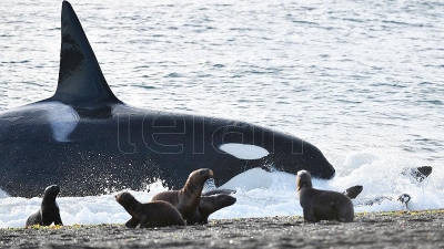 Comenz&oacute; la temporada de avistamiento de orcas en Pen&iacute;nsula Vald&eacute;s