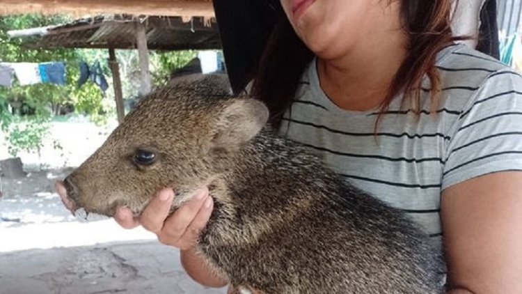 Ejemplares de fauna silvestre fueron rescatados en Vinalito