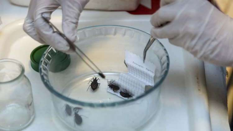 Desarrollaron un insecticida para mosquitos, moscas y vinchucas que no da&ntilde;a el medio ambiente
