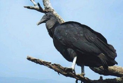 Biodiversidad. Rehabilitaci&oacute;n y liberaci&oacute;n de ejemplares de fauna silvestre