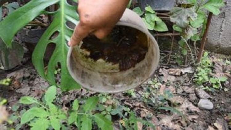 Con trabajo integrado permanente, Jujuy contin&uacute;a sin casos de dengue