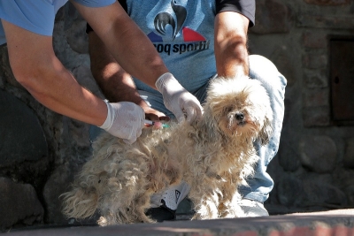 Contin&uacute;a la campa&ntilde;a de vacunaci&oacute;n antirr&aacute;bica