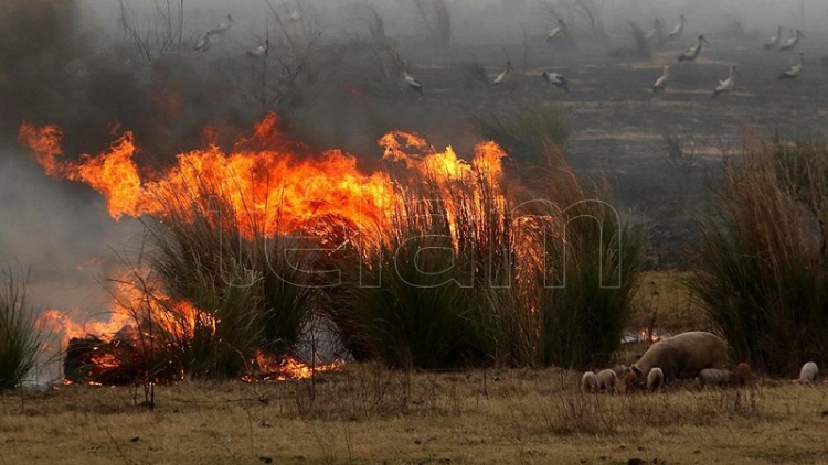 Buenos Aires, Río Negro y Corrientes mantienen focos activos de incendios forestales