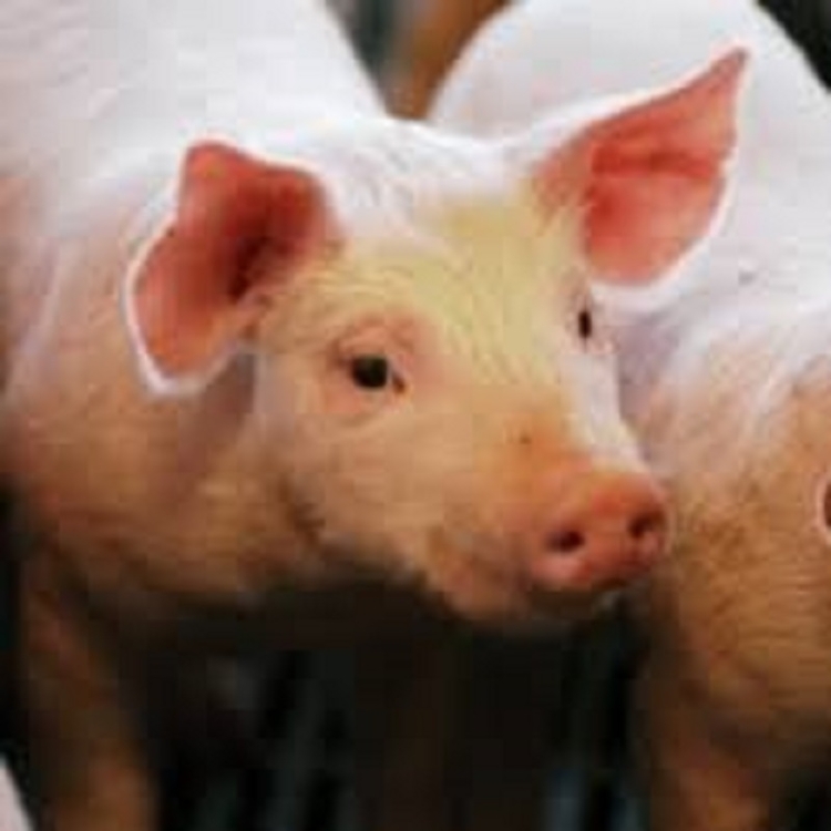 El Gobierno autoriz&oacute; tres nuevas vacunas para protecci&oacute;n de la sanidad porcina y aviar