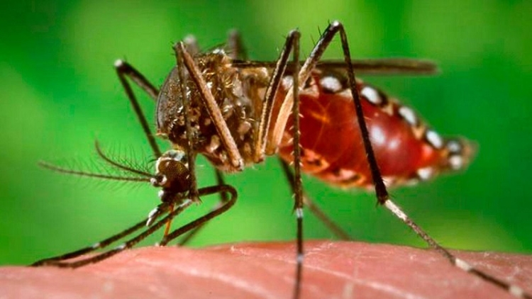 Eval&uacute;an cultivar peces y camarones para combatir a los mosquitos