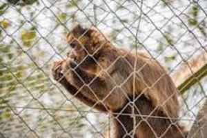 Qu&eacute; hacer ante la presencia de monos en Jujuy