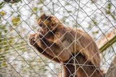 Qu&eacute; hacer ante la presencia de monos en Jujuy