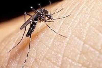 Completo informe del Gobierno sobre la situaci&oacute;n epidemiol&oacute;gica del dengue