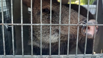 Un ejemplar de pecar&iacute; de collar fue recuperado en El Acheral