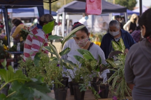 El paseo de los artesanos y las plantas una alternativa de esparcimiento en Palpal&aacute;