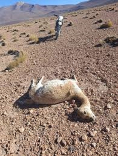 Investigan una nueva matanza de vicu&ntilde;as en la zona de Vilama