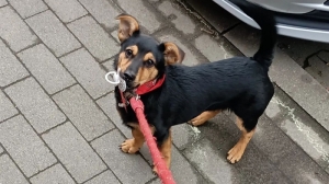 Pusieron en cuarentena a "Coco", el perro que lleg&oacute; a Ezeiza sin vacunas ni certificados