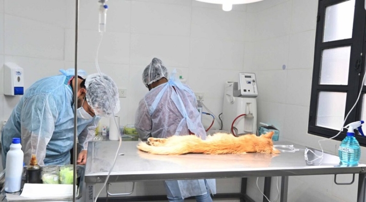 Inicia el a&ntilde;o con un amplio operativo de castraci&oacute;n y vacunaci&oacute;n de mascotas