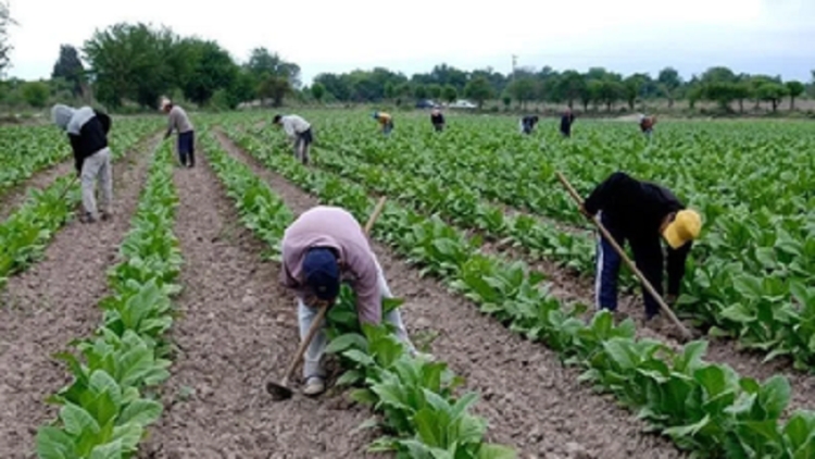 Beneficios para peque&ntilde;os productores tabacaleros