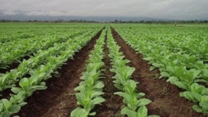 Subsidio para aliviar el costo energ&eacute;tico al sector tabacalero