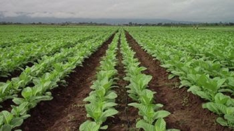 Subsidio para aliviar el costo energ&eacute;tico al sector tabacalero