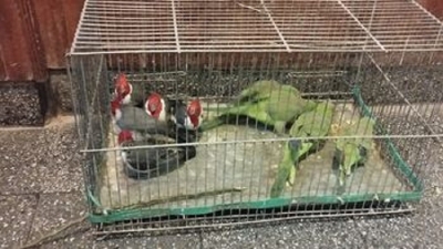 La Polic&iacute;a recuper&oacute; aves aut&oacute;ctonas que estaban a la venta