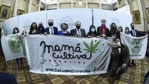 El Senado aprob&oacute; el marco regulatorio de producci&oacute;n de cannabis medicinal