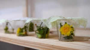 Dos proyectos buscan multiplicar la poblaci&oacute;n de insectos "ben&eacute;ficos"