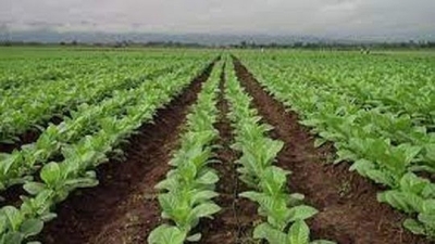 Destacaron la incorporaci&oacute;n del cap&iacute;tulo del tabaco a la Ley de Bases