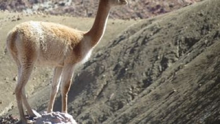 Ambiente accionar&aacute; duramente contra quienes mataron 23 vicu&ntilde;as en las Lagunas de Vilama