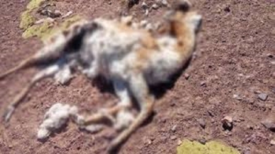 Investigan la muerte de vicu&ntilde;as en la Reserva Provincial Altoandina de la Chinchilla