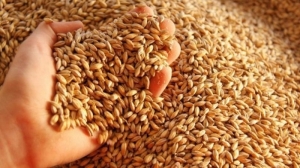 Cebada: proyectan otra cosecha r&eacute;cord tras un 8,3% m&aacute;s de superficia sembrada