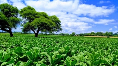 Cosecha: Cr&eacute;ditos para productores tabacaleros