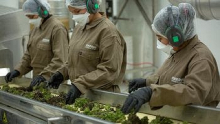 Cannava obtuvo importante Certificaci&oacute;n Internacional de Calidad