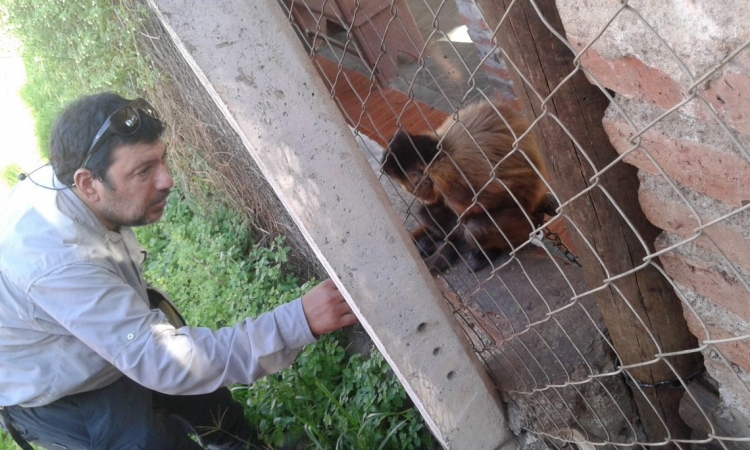Ambiente rescata un mono ca&iacute; que se encontraba en cautiverio