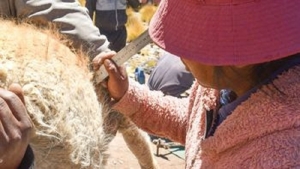 Contin&uacute;an las Esquilas de Vicu&ntilde;as: un &eacute;xito en conservaci&oacute;n y desarrollo sostenible
