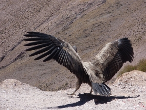 El retorno de K'allpa a los cielos de Jujuy