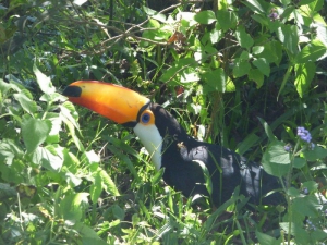 Liberaci&oacute;n de aves rescatadas del tr&aacute;fico ilegal