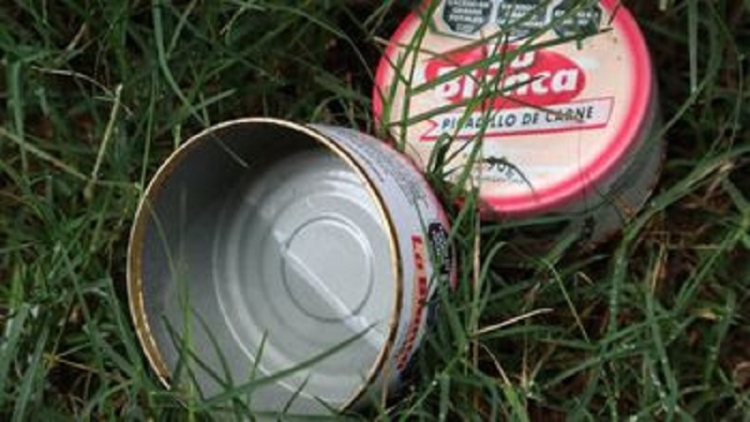 El mosquito transmisor del dengue se adapta a las bajas temperaturas