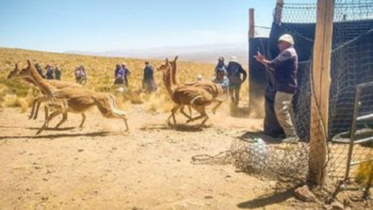 Chaku en El C&oacute;ndor: se recolectaron 30 kilos de fibra de vicu&ntilde;as