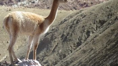 Vicu&ntilde;as en silvestr&iacute;a: reuni&oacute;n internacional para su protecci&oacute;n