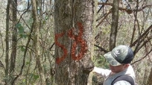 La provincia fiscaliza planes de manejo forestal en Palma Sola