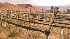 Se concret&oacute; estudio para fortalecer el sector vitivin&iacute;cola