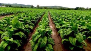 Asistencia del Gobierno de Jujuy a productores tabacaleros para enfrentar la cosecha